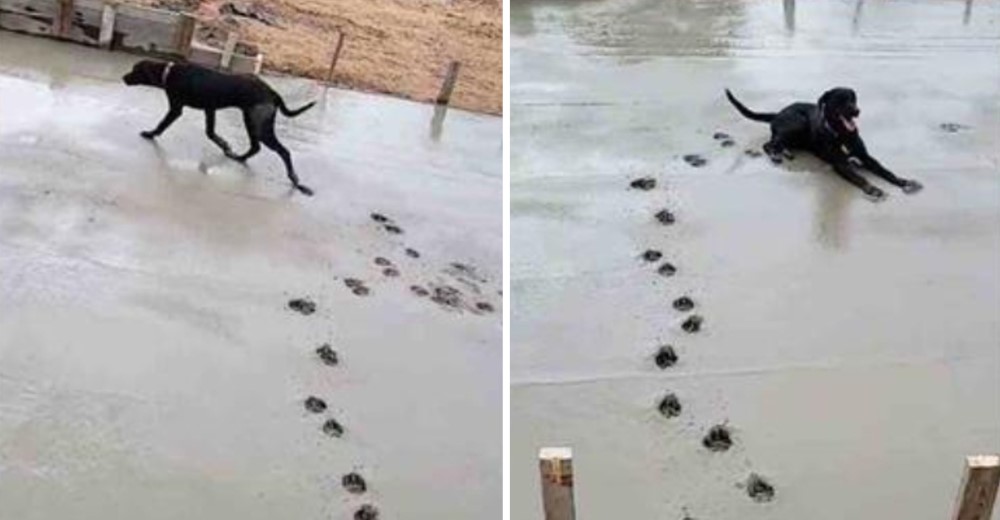 Perro espera que los albañiles viertan el cemento fresco para acostarse plácidamente sobre él