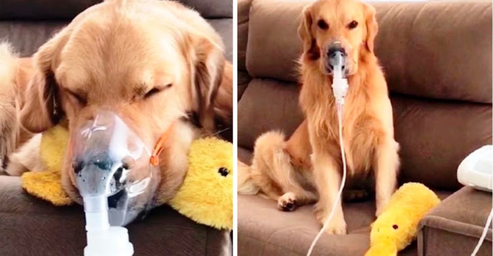 Perrito conmueve a su dueño cuando se acerca con el nebulizador para ayudarlo a respirar