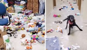 Perrito travieso escapa de su perrera y saca todos los juguetes del refugio para celebrar