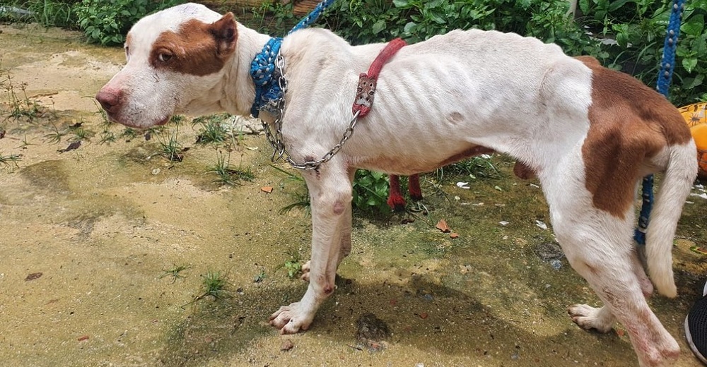 Pitbull es rescatado muy débil y demacrado sobreviviendo en una casa abandonada