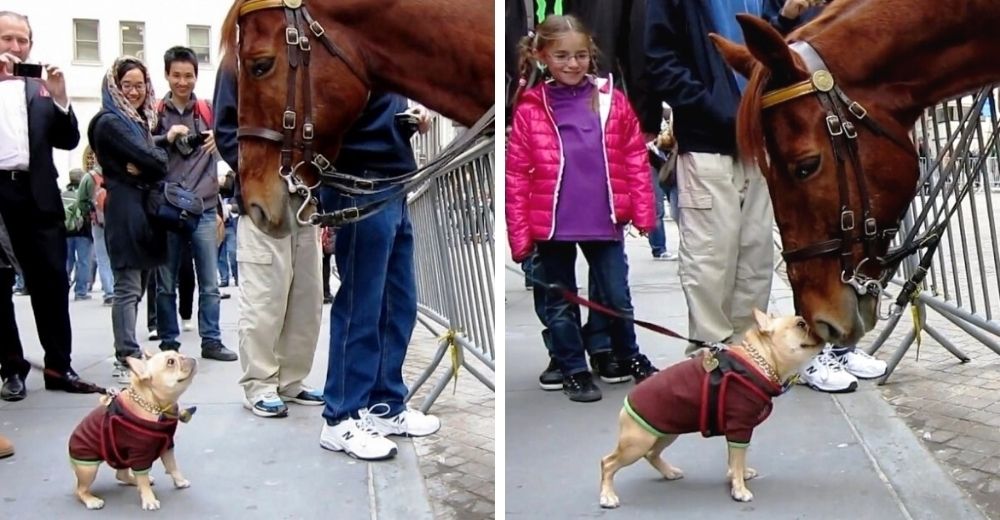 Un perrito se acerca a un enorme caballo de la policía y le suplica que juegue con él