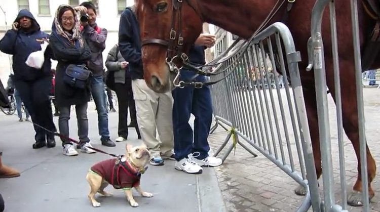 Perrito pequeño