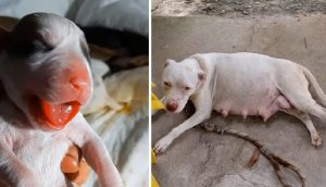 Rescata a pitbull embarazada que dejaron en un parque 3 días antes de que diera a luz