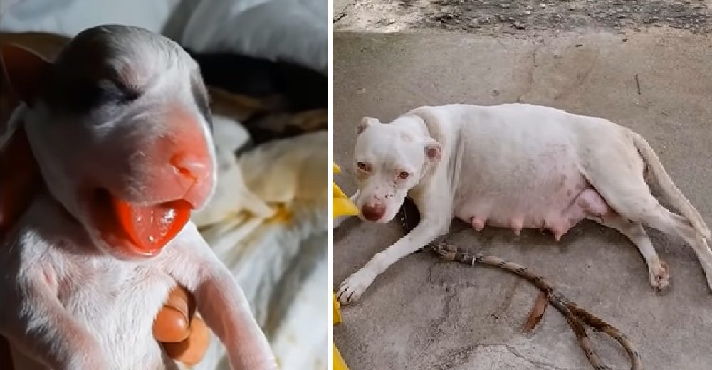 Rescata a pitbull embarazada que dejaron en un parque 3 días antes de que diera a luz