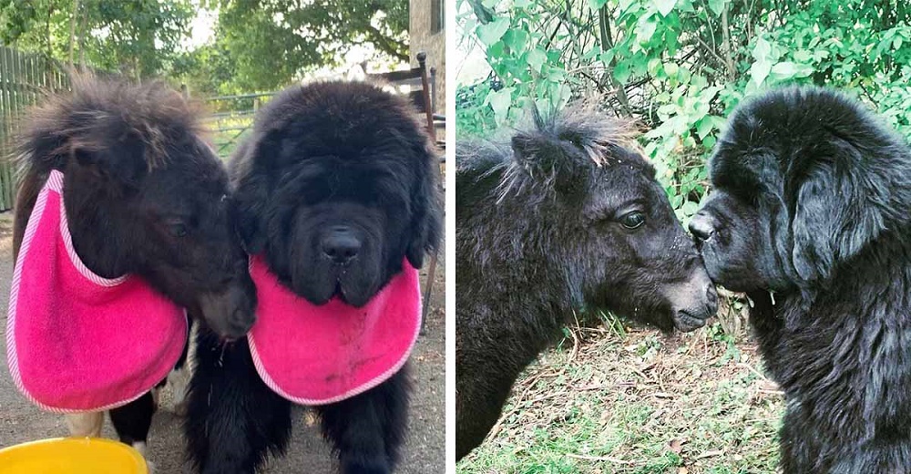 Encantador poni no deja de besar al perrito que conoció y que ahora es su mejor amigo