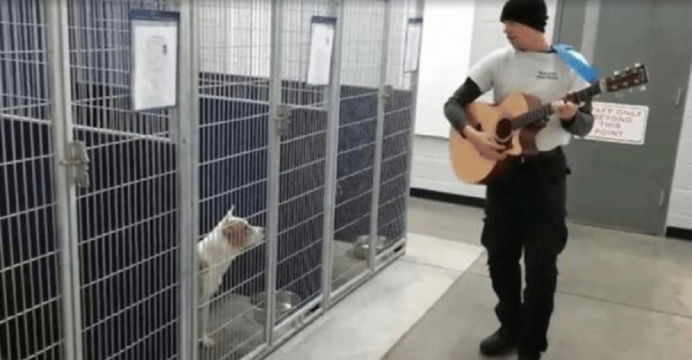 Trabajador de refugio le canta a los perritos para calmarlos y ahora la gente quiere adoptarlos