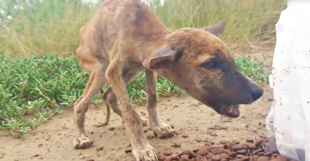 Cachorrito que era sólo huesos no deja de agitar su colita cuando ve comida por primera vez