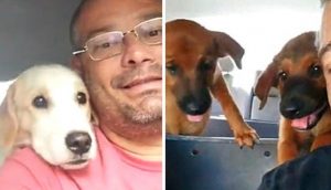 Taxista de perros graba a sus tiernos pasajeros durante cada viaje