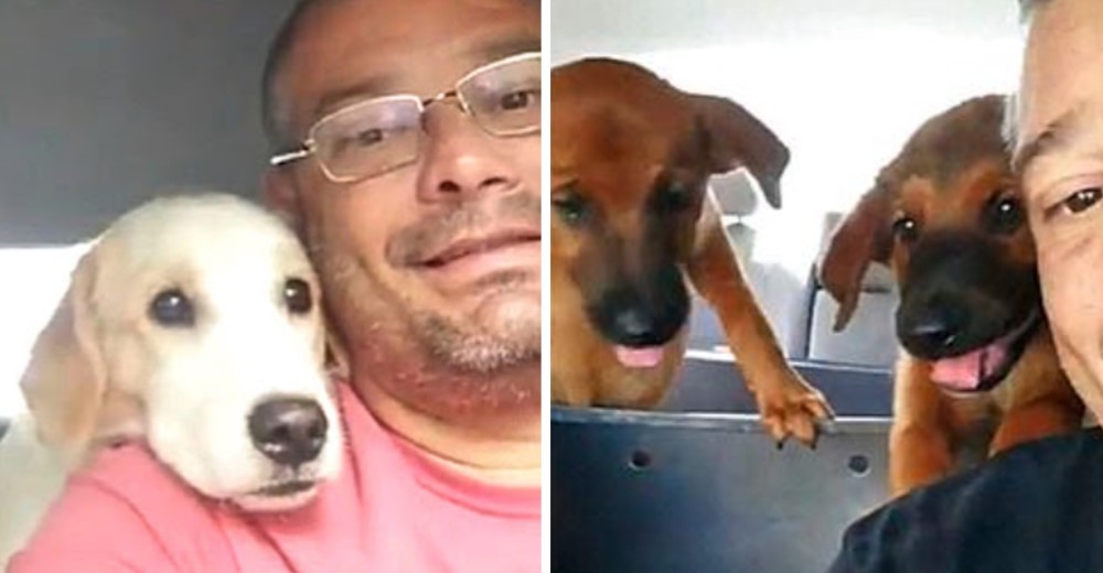 Taxista de perros graba a sus tiernos pasajeros durante cada viaje