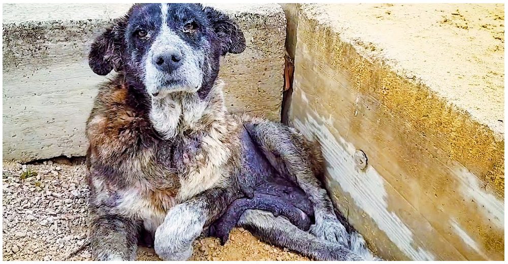 Perrita anciana y enferma esperaba en un vertedero el fin de sus días pero ahora sonríe feliz