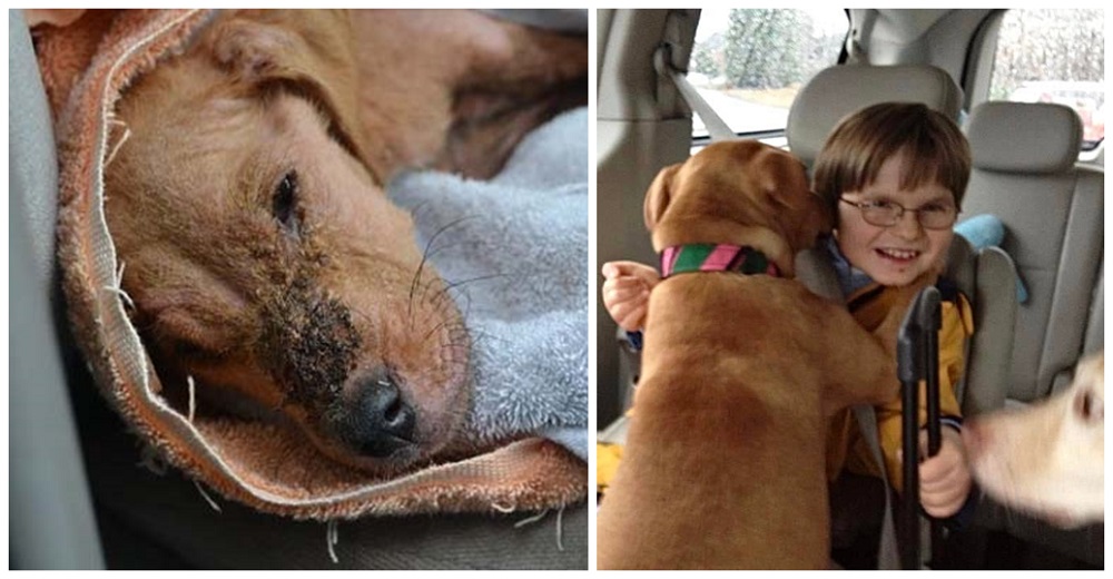 Cachorrita demacrada sobrevive de milagro y salva a un niño con autismo de su abismo