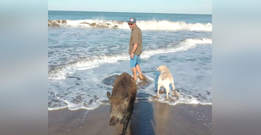 Salvan a un jabalí que ahora se cree perro y se convirtió en la mascota más amorosa