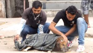 Se detienen a ayudar al perro anciano que desde hace días pedía ayuda para sobrevivir