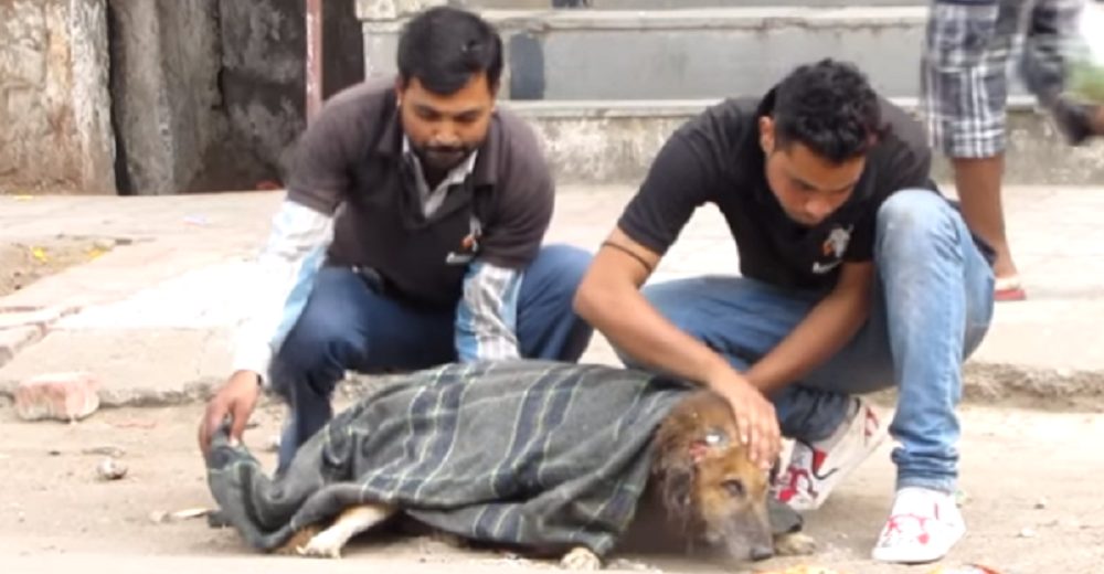 Se detienen a ayudar al perro anciano que desde hace días pedía ayuda para sobrevivir