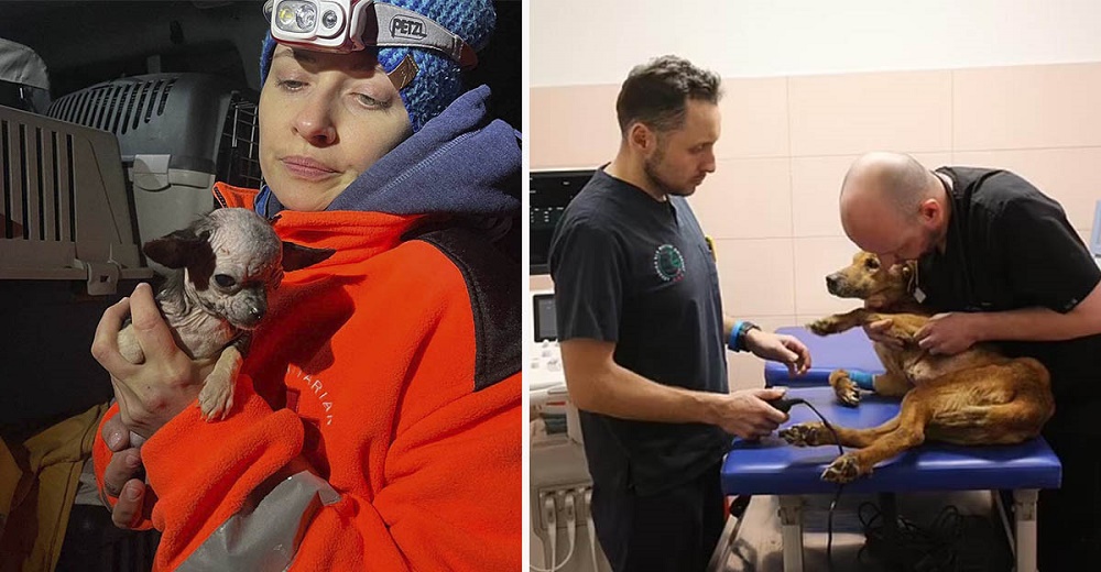 Heroico veterinario arriesga su vida para salvar a los animales afectados en Ucrania