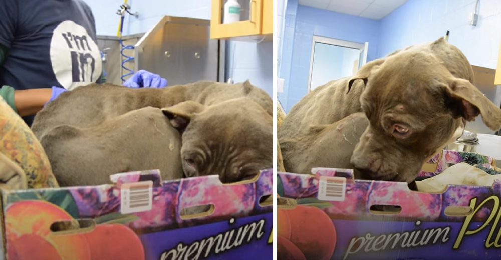 Un afligido pitbull se niega a salir de la caja de cartón en la que lo encontraron abandonado