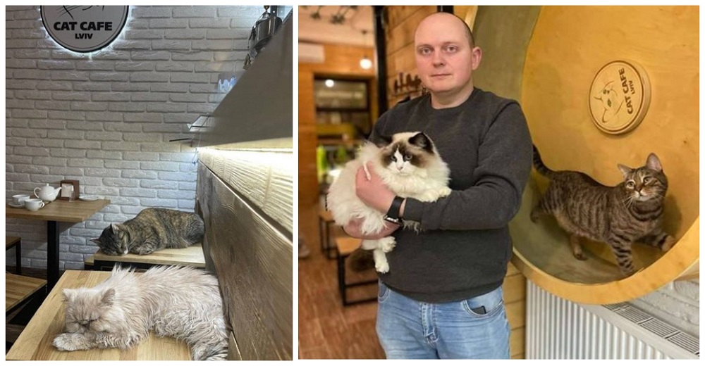 Café para gatos ucraniano sigue abierto para cuidar a sus residentes incluso durante la guerra