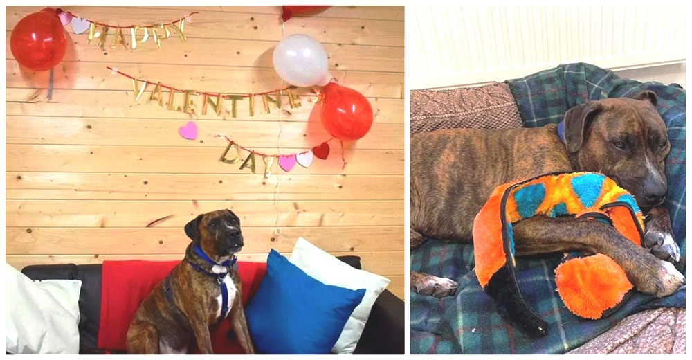 Dejan plantado a un emocionado perrito en su fiesta de adopción, nadie quiso siquiera conocerlo