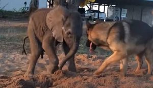 Elefantito enfermo rechazado por su manada, se encuentra con un perro que lo cambia todo