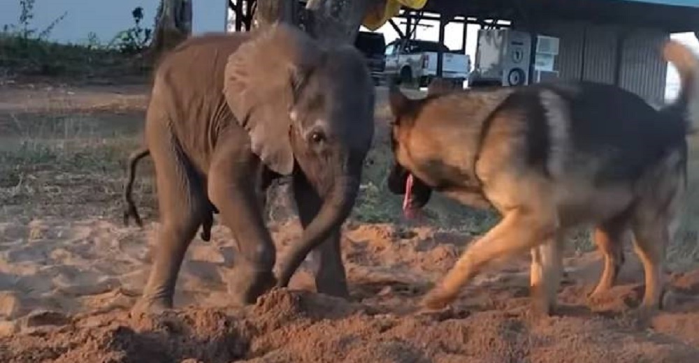 Elefantito enfermo rechazado por su manada, se encuentra con un perro que lo cambia todo