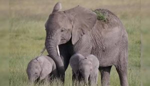 Madre elefante emociona al mundo con el nacimiento de sus bebés más que especiales