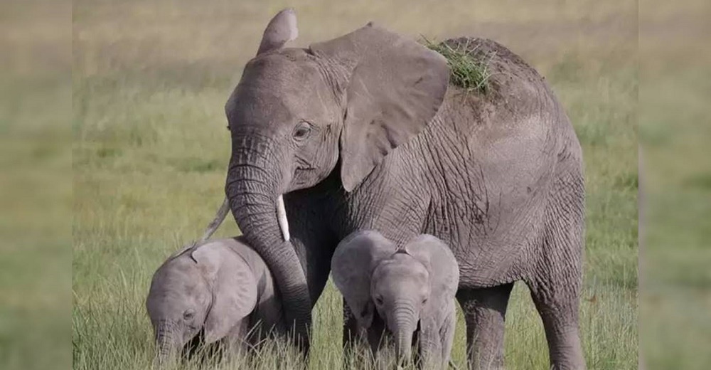 Madre elefante emociona al mundo con el nacimiento de sus bebés más que especiales