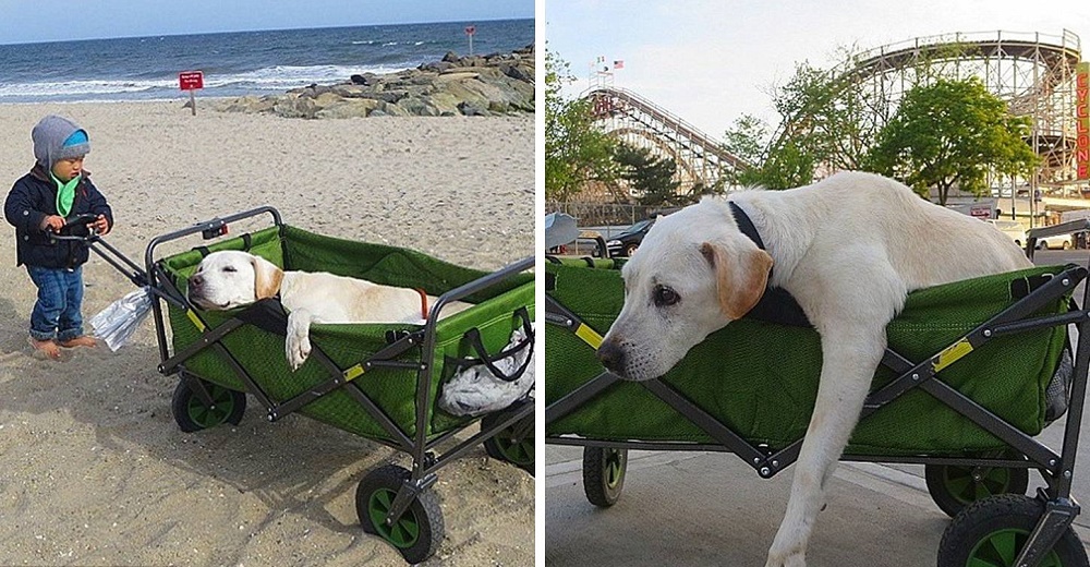 Su perrito enfermo estaba a punto de cruzar el arcoíris, así que lo llevaron al viaje de su vida