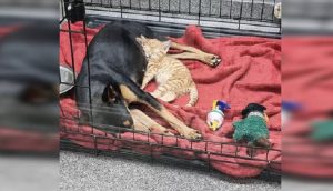 Gatita rescatada se escapa de la jaula para consolar a una perrita asustada en el veterinario