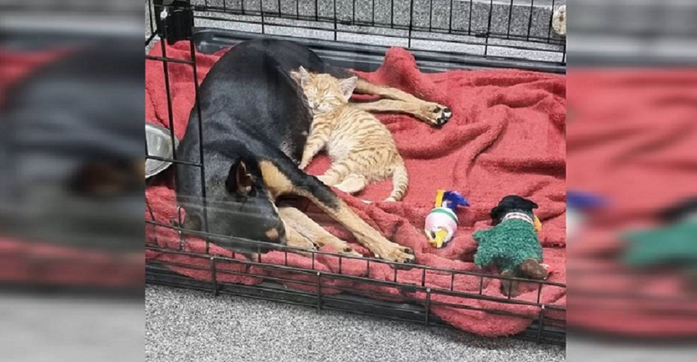 Gatita rescatada se escapa de la jaula para consolar a una perrita asustada en el veterinario