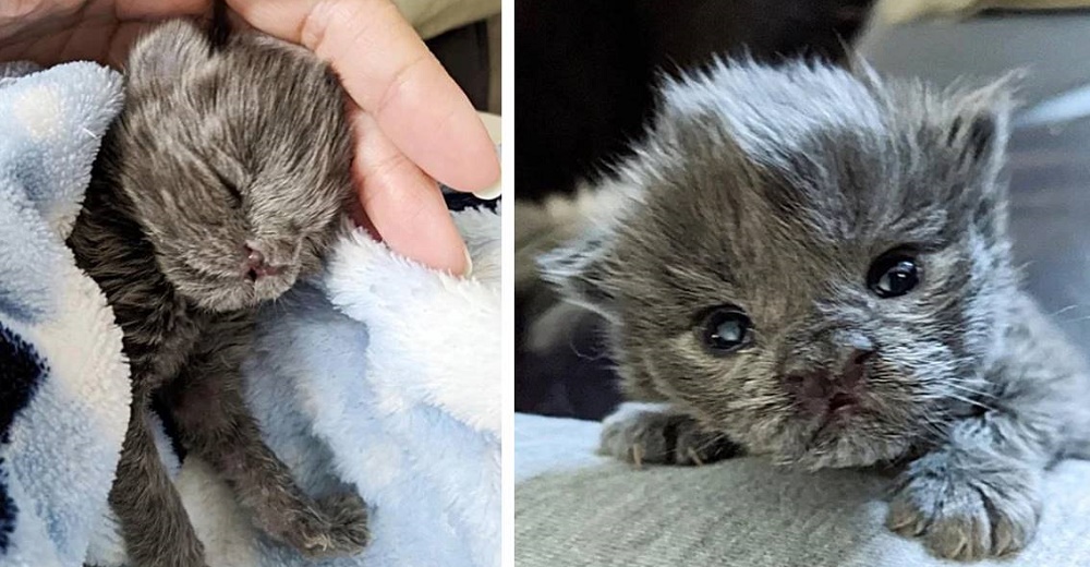 Gatita se aferra a la persona que le salvó la vida y no para de dar abrazos