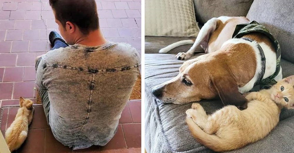 Gatito atrapado en un árbol termina compartiendo el sofá con el perro de una pareja