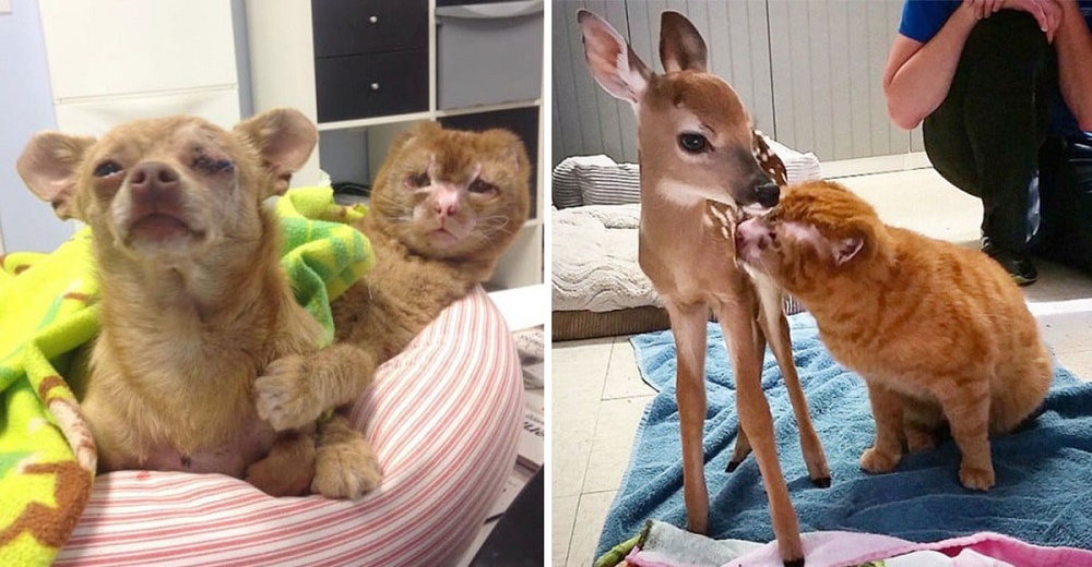Gatito que sobrevive a un incendio ahora vela por otros animales en la clínica veterinaria