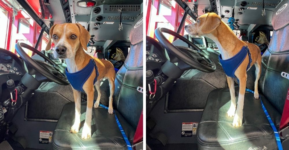 Perrito callejero se infiltra en la fiesta de estación de bomberos buscando ayuda