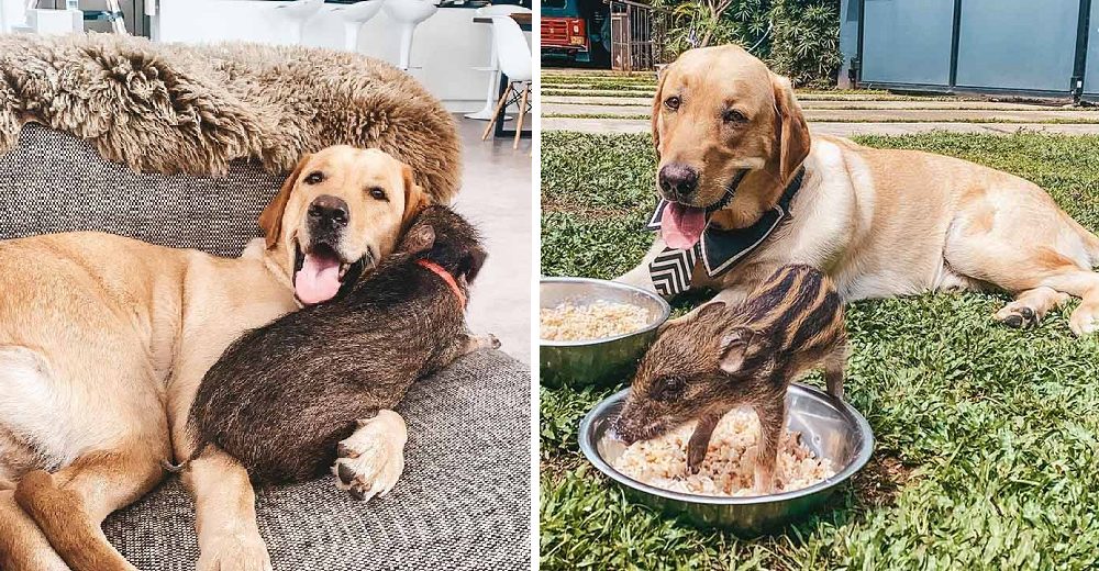 Rescatan a Yezhu cuando era un bebé y ahora ve al perro labrador de la familia como su madre