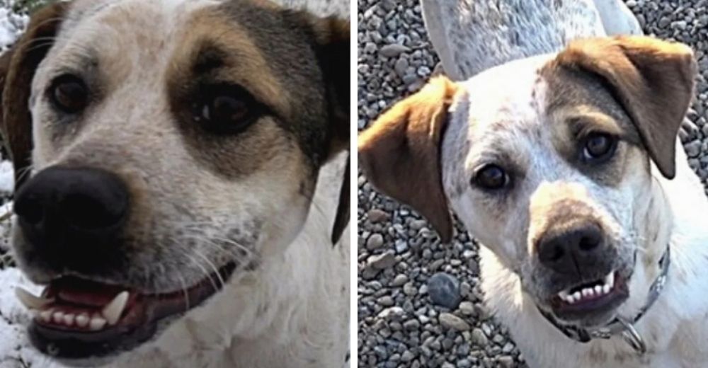 Perrita pasa cientos de días en refugio porque nadie quería una mascota con dientes torcidos