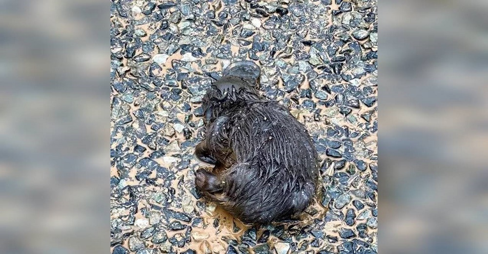 Mujer ve un pequeño bulto flotando y termina salvando la vida de un animalito