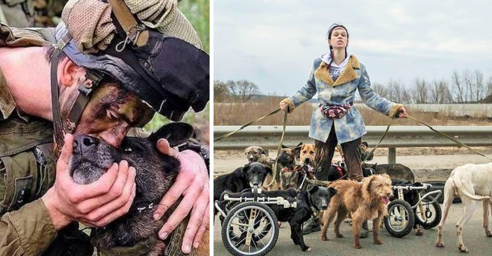 Joven arriesga su vida para salvar a los perros discapacitados y ancianos olvidados de la guerra