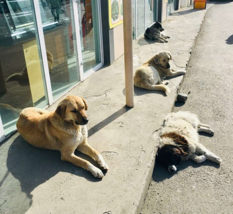 Perros callejeros