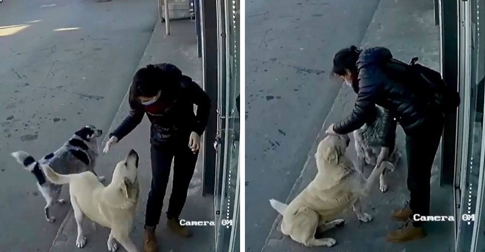 Se acerca a los perros callejeros frente a su trabajo sin saber que era grabada