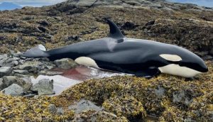 Una orca atrapada entre las rocas llora desconsoladamente suplicando que la salven
