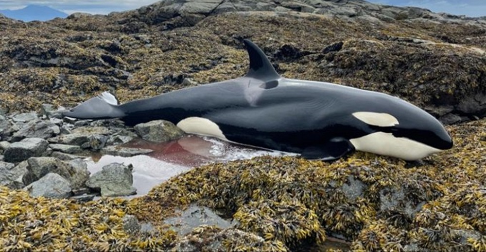Una orca atrapada entre las rocas llora desconsoladamente suplicando que la salven