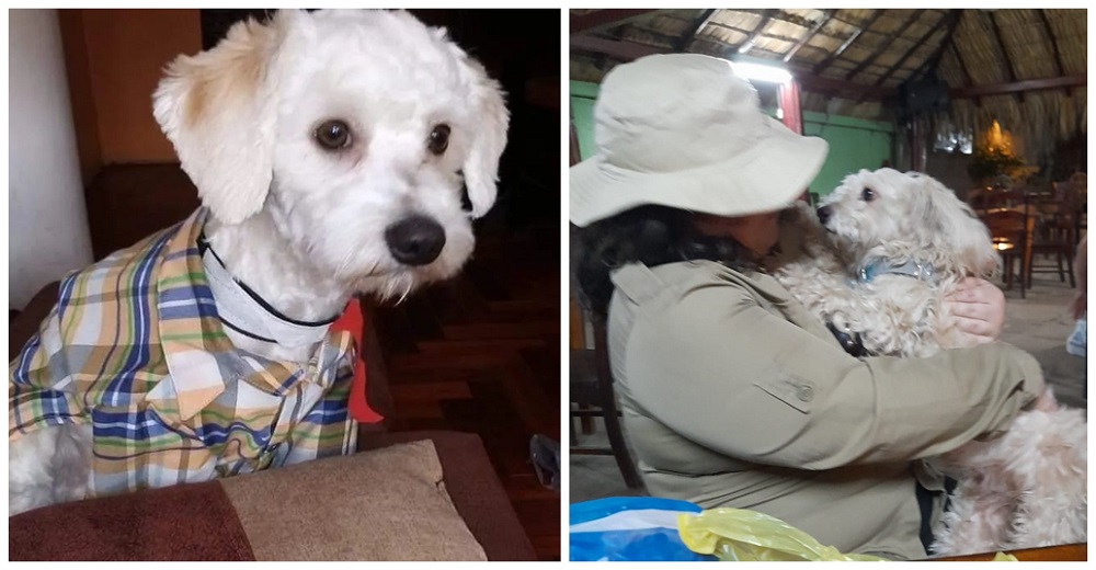 Luno, el inocente perrito retenido en el aeropuerto y que algunos piden sacrificar