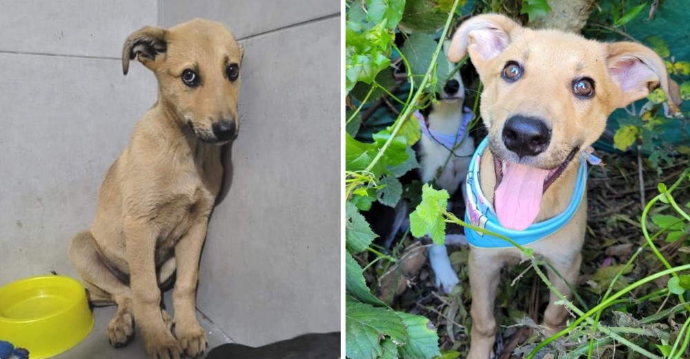 El perrito rescatado en la basura que no se acercaba a nadie finalmente encuentra una familia