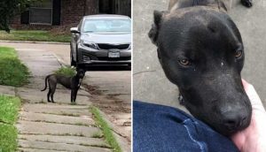 Perrito callejero responde cuando una desconocida lo acaricia por primera vez