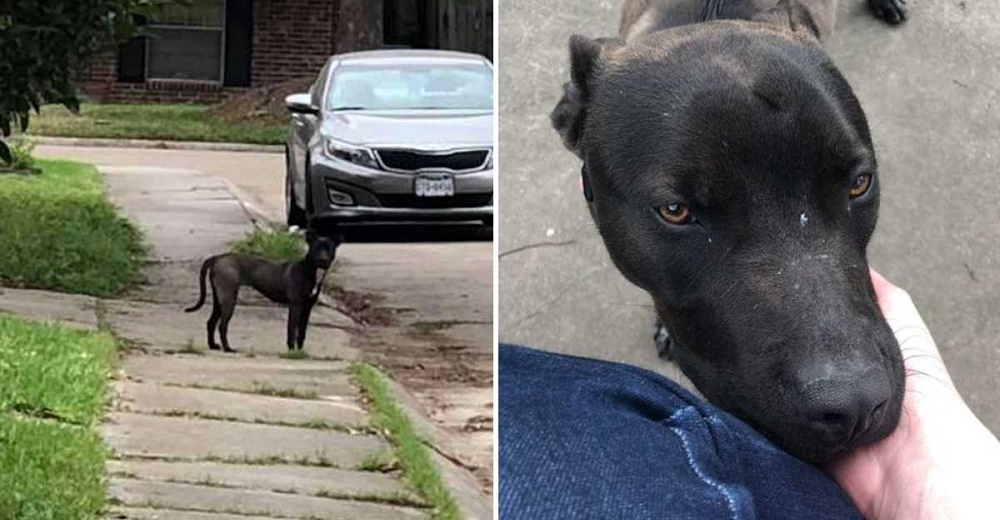 Perrito callejero responde cuando una desconocida lo acaricia por primera vez