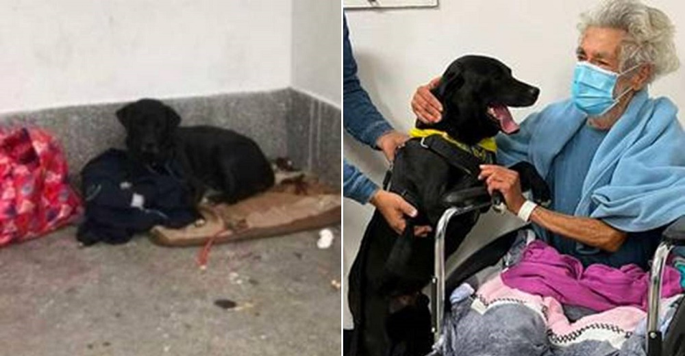 Perrito espera fuera del hospital a su dueño con la esperanza de abrazarlo de nuevo