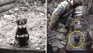 Cachorrito atemorizado es adoptado por soldados en Ucrania y vela por ellos