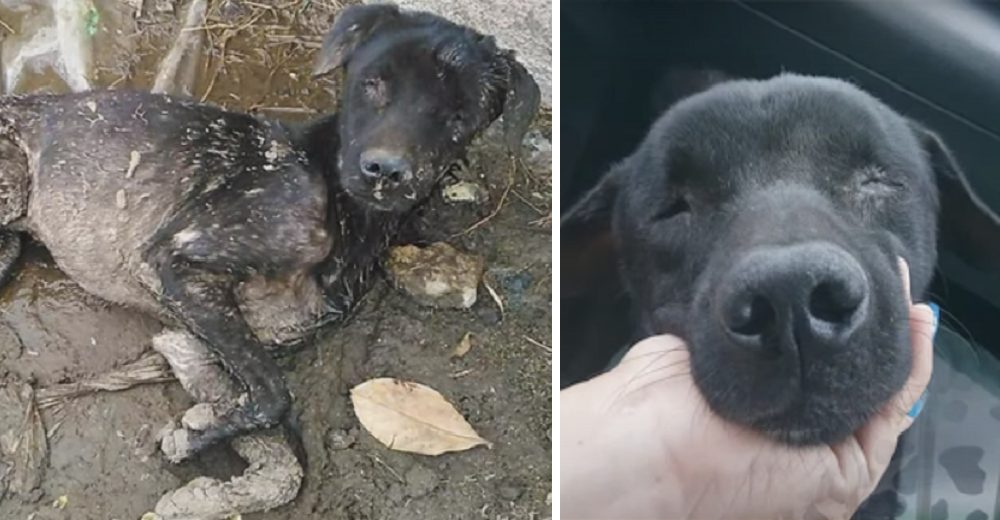 Rescatan un perrito ciego que se lanzó a un charco con la carita al cielo, esperando su final