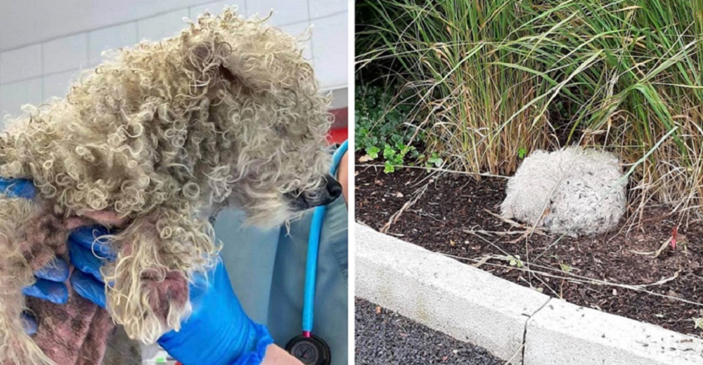 Perrito anciano salvado al borde de la carretera rompe el corazón de sus rescatistas