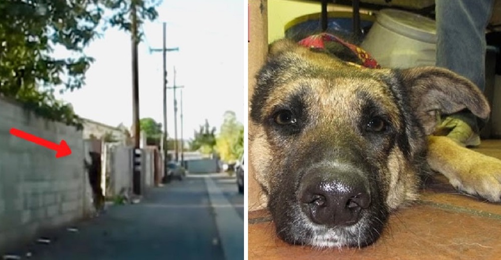 Perrito llora en un callejón e intenta saltar al patio después de ser desalojado por su familia